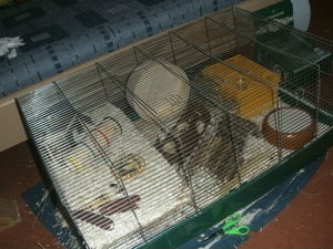 hamster 032.JPG