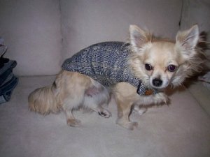 Katis mantel 004.jpg