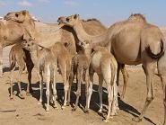 Kamel.JPG