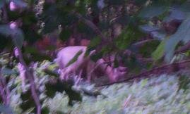 WeiÃŸer Hirsch.jpg