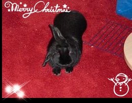 Chiilen bearbeitet.JPG