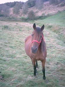 Burani will nicht mit..jpg