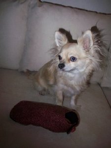 welpen-mantel 005.jpg