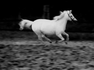 Mira schwarz weiÃŸ.jpg