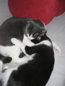 Merlin und Mogli 017.jpg