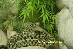 Th.marcianus adult.jpg