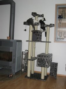 der neue Kratzbaum 006.jpg