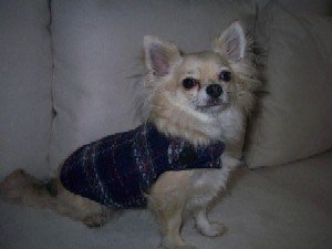 Lilakarriert 003.jpg