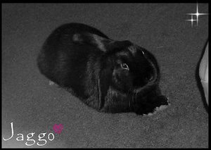 Jaggoo kleiner.JPG