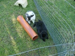 Sofia, Leo, Grasgehege.jpg