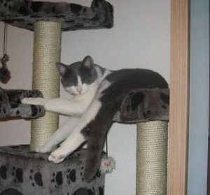 Merlin und Mogli. 059.jpg