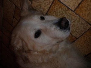 sam traurig tierforum.jpg