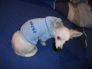 fame macho tierforum.jpg