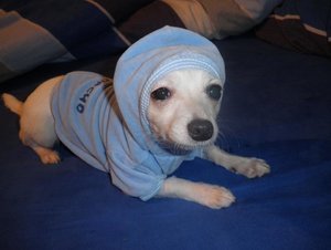 fame gangster tierforum.jpg