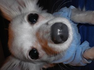 fame nase tierforum.jpg