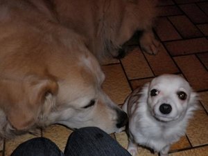 sam und fame tierforum.jpg