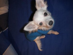 fame blauer pulli.jpg