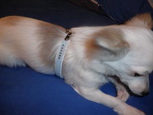 fame geschirr tierforum.jpg