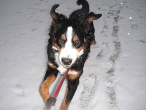 DSC00727 - Kopie.JPG