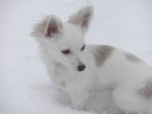 fame schnee 2 tierf.jpg