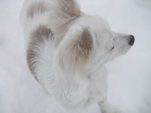 fame schnee tierforum.jpg