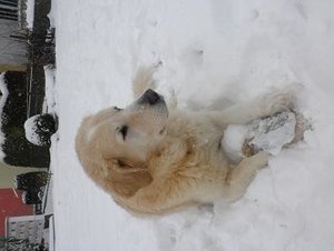 samsel schnee tierf.jpg