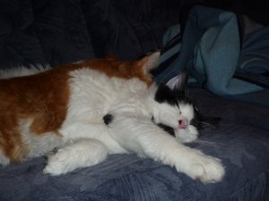 P1000210 Schmusen klein.jpg