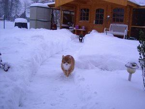 Der Dicke im Schnee.jpg
