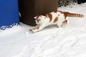 Merlin-im-Schnee-6 kleiner.jpg