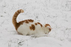 Merlin im Schnee 2 kleiner.jpg
