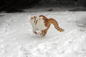 Merlin-im-Schnee-5 kleiner.jpg