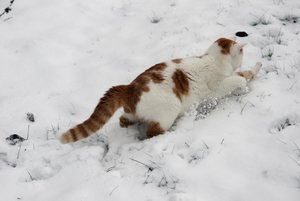 Merlin-im-Schnee-7 kleiner.jpg