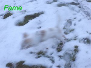 fame beim fliegen tierforum beispiel.jpg