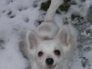 fame schnutchen tierforum.jpg