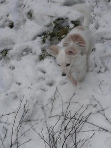 fame spielt tierforum richtig.jpg