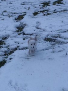 fame springt tierforum richtig.jpg