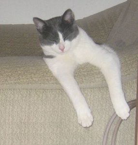 Merlin und Mogli.. 004.jpg