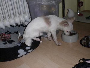 fame beim futtern tierforum.jpg