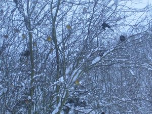 Silvester 2009 040.jpg