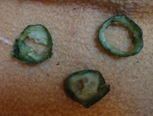 Gurken Kunstwerk.jpg