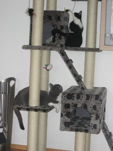 Merlin und Mogli 071.jpg