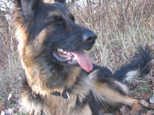 k-rosi wald det09 027.jpg