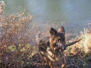 k-rosi wald det09 012.jpg