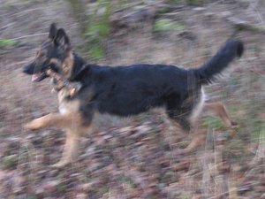 k-rosi wald det09 025.jpg