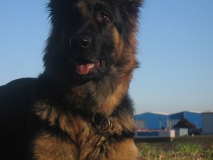 k-rosi wald det09 005.jpg