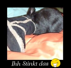 stinkt das.JPG