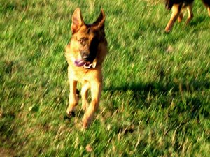 k-jimmy in vollem gallopp.jpg