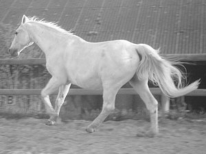 Wiggerl dela Future(1).JPG