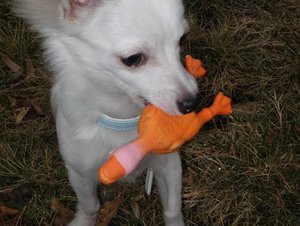 fame gummihuhn tierforum.jpg