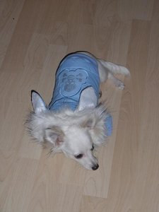 fame piratenjacke 2 tierforum.jpg